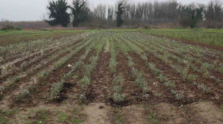 Düzce'de 10 bin tıbbı aromatik bitki dikildi