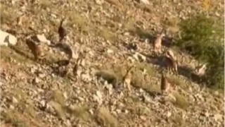 Elaz'da da keileri grntlendi