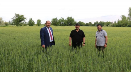 Erzincan'da hububat çiftçinin yüzünü güldürüyor