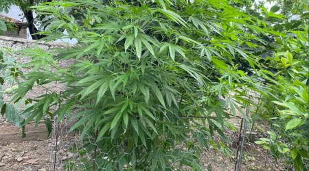 Evinde uyuturucu yetitiren ahsa operasyon: 154 kk kenevir ele geirildi