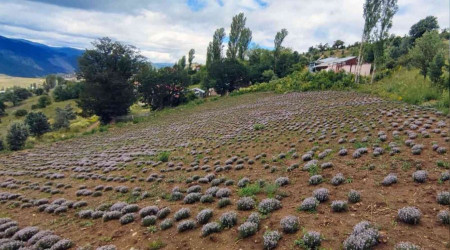 Giresun'da organik kekik hasatı yapıldı