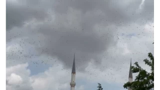 Gneye g eden yzlerce leylek stanbul semalarnda