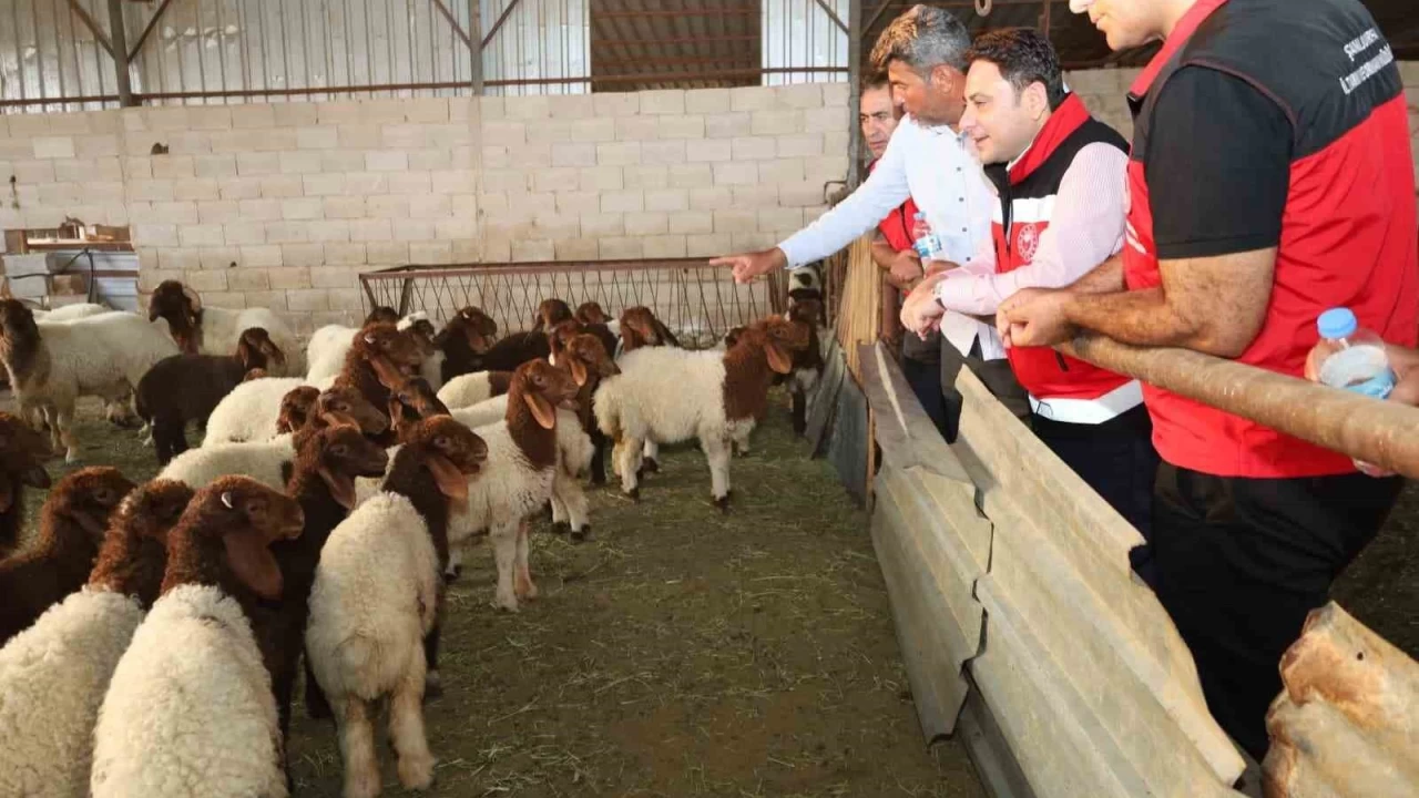 Haliliye'de hayvancılığın geliştirilmesi çalışmaları sürüyor