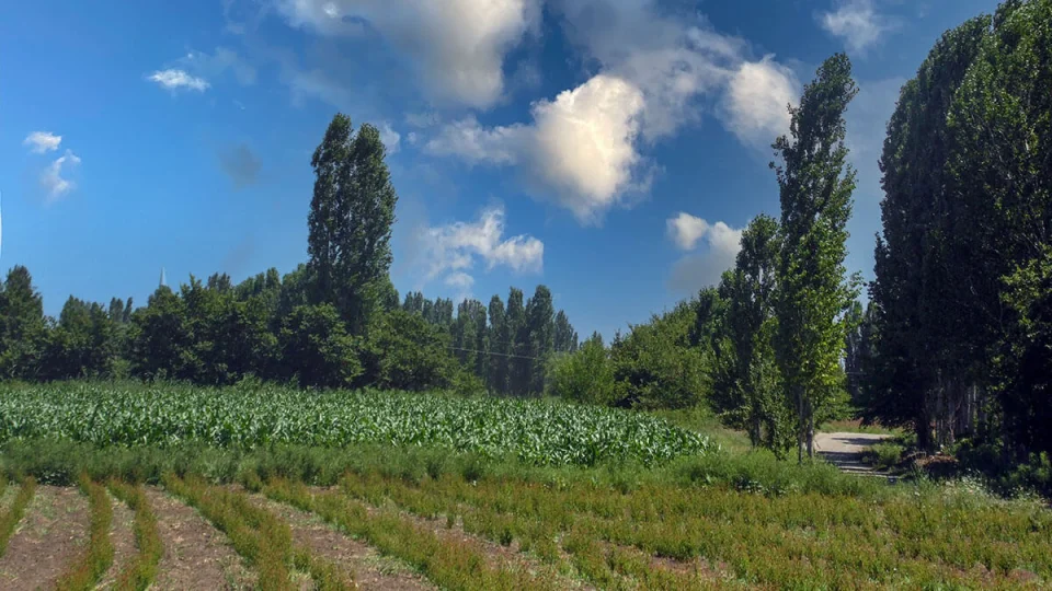 I�d�r Ovas�: T�rkiye'nin en verimli tar�m alanlar�ndan biri