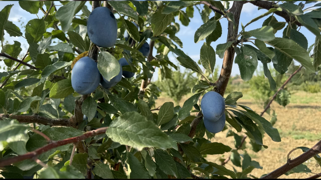 �klim de�i�ikli�i meyvelerin tad�n� da, rengini de bozdu