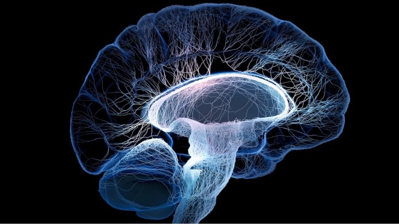 �leri ya�larda da beyinde n�ron �retimi devam edebiliyor