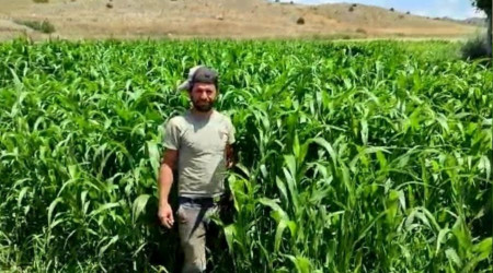 lk defa ekilen eker Sorgumu yem ihtiyacn karlayacak