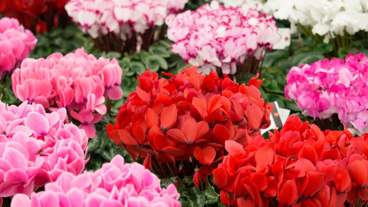 İmam Ali’den sözler -17-