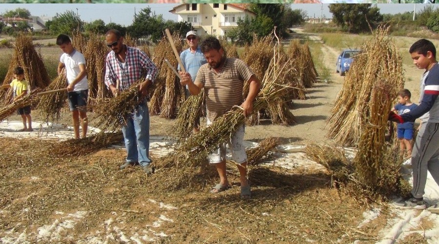 �mha edilen susam saplar� samana d�n��t�r�l�yor