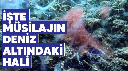 te msilajn deniz altndaki hali