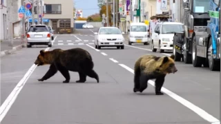 Japonya'da ay saldrsndan lmler rekor seviyeye ulat