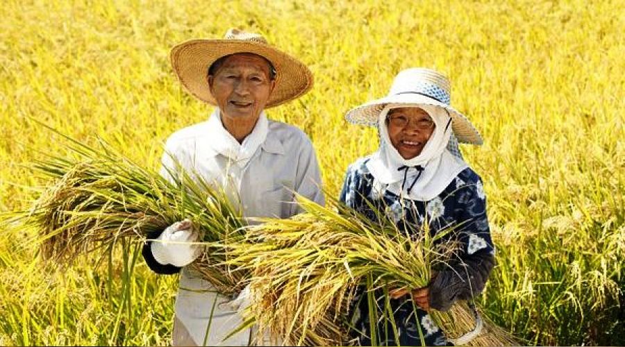 Japonya'nın tarım ihracatında rekor artış