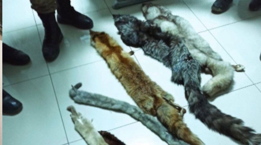 Kaçak avcı, 11 hayvan kürküyle yakalandı