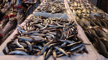 Karadeniz hamsisi tezgâhlarda yerini aldı