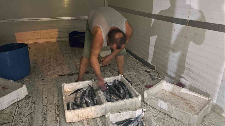 Karadeniz'de palamut bereketi y�z g�ld�r�yor