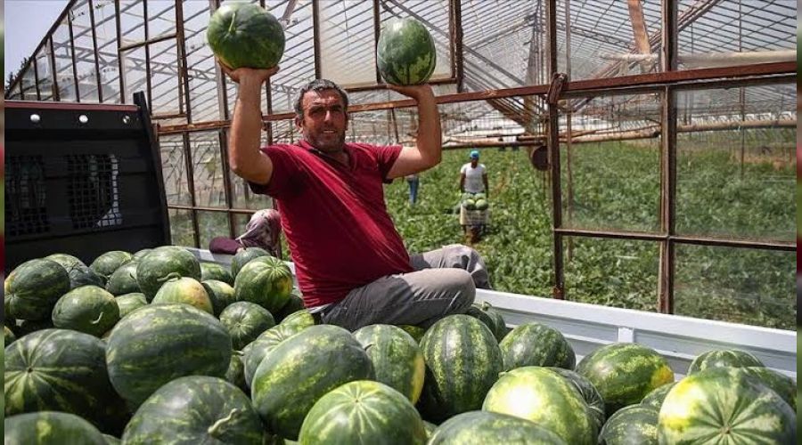 Karpuz �reticisi fiyattan memnun
