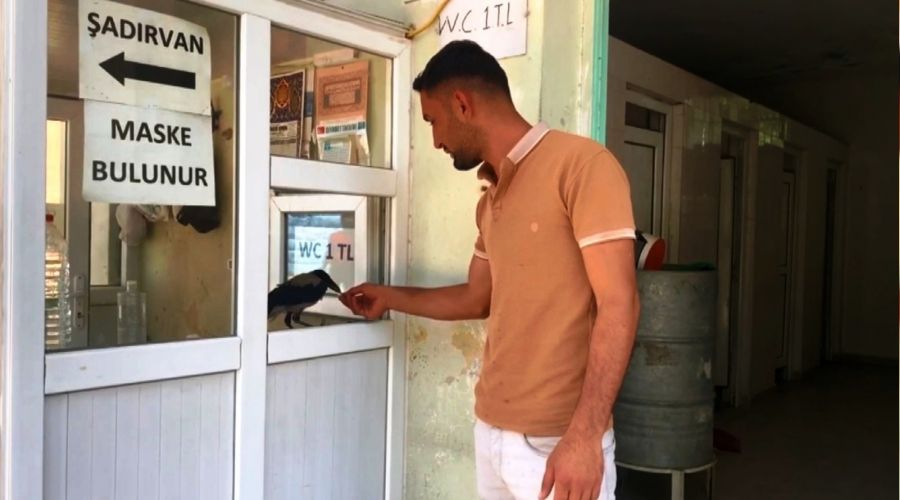Kasiyer karga görenleri şaşırtıyor