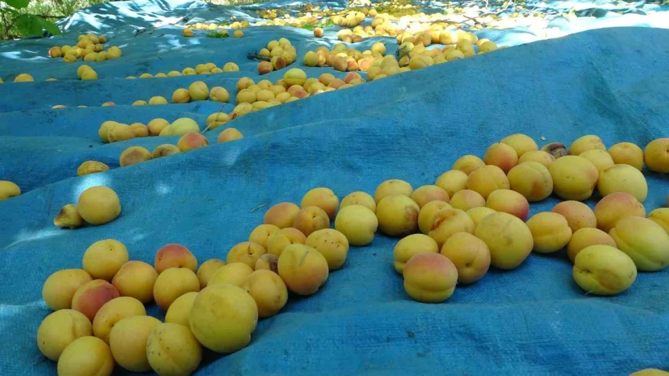 Kayısı hasadı öncesi tarım işçilerinin yevmiyesi açıklandı