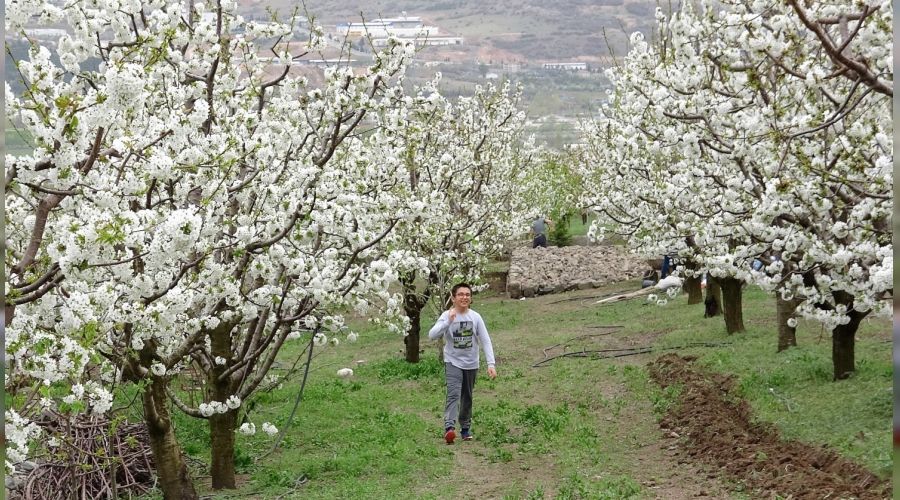 Kiraz ağaçları görsel şölen oluşturdu