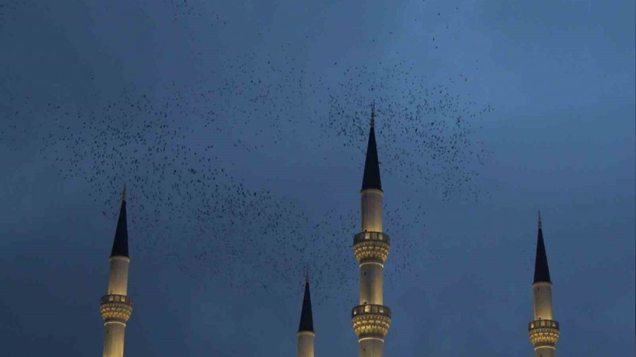 Kırıkkale'de sığırcık kuşlarından görsel şölen