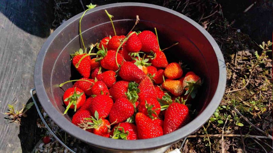 'K�rm�z� elmas'�n ilk hasad� yap�ld�