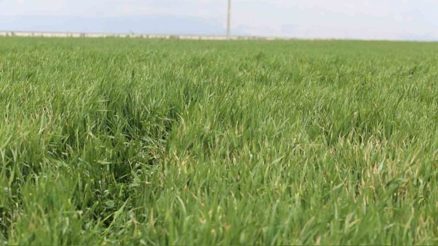 Konya Ovas�'nda g�zler May�s ya���lar�nda