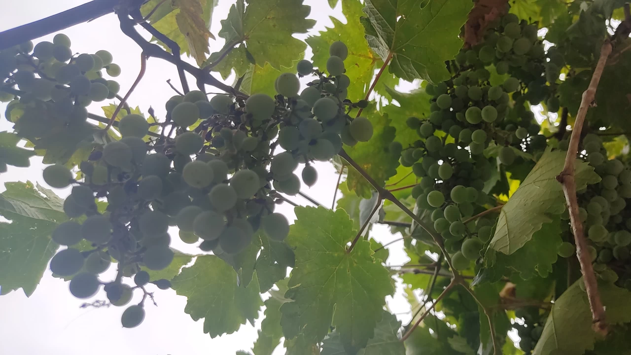 Koruk için son günler