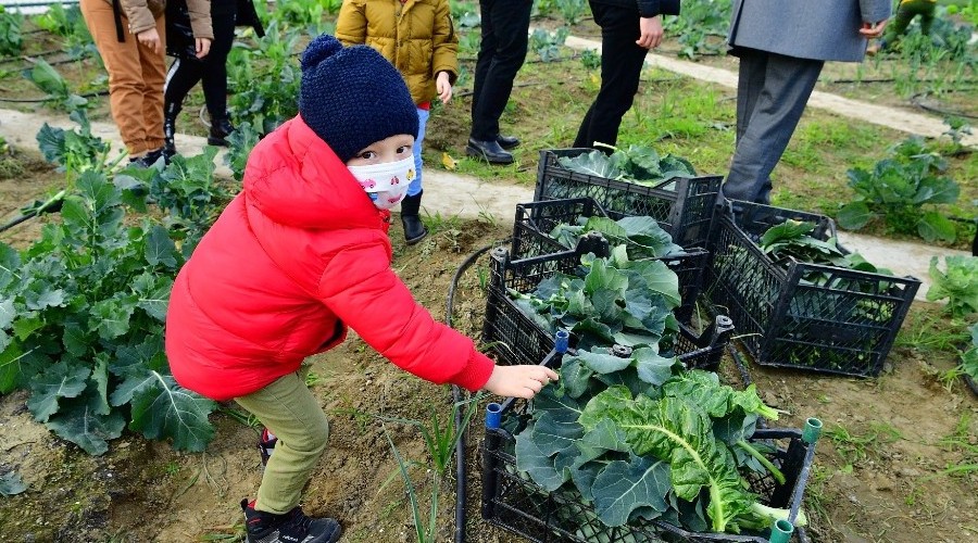 Kk Bahvanlar Park'nda ilk hasat yapld