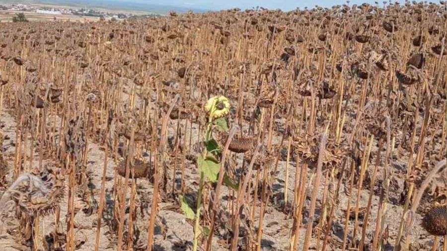 Kurakl�k ay�i�e�ini olumsuz etkiledi