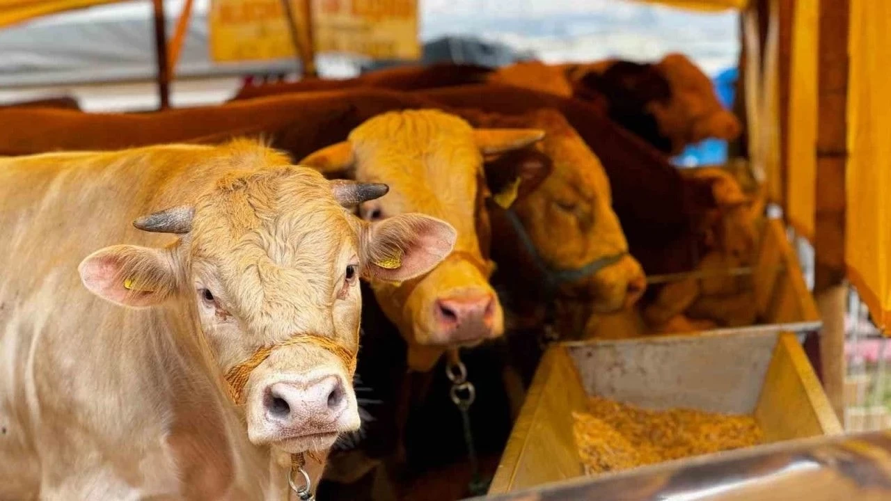 Kurban Bayramı'nda hangi hayvanlar kurban edilir?