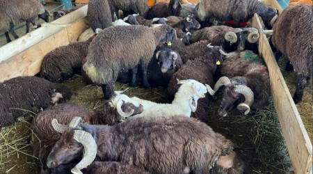 Kurban pazarları her bütçeye hitap ediyor