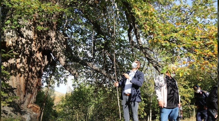 Kütahya'daki asırlık kestane ağaçlarında hasat