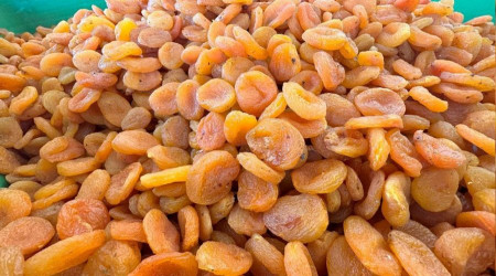 Malatya kayısısında tahmini rekolte 77 bin 170 ton