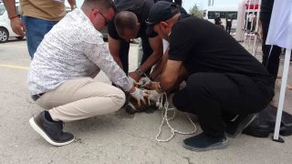 Malatya'da etkinlikte pitbull deheti: Bir kadn yaraland