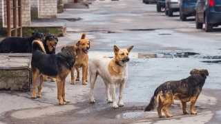 Mama lobisi deşifre oldu