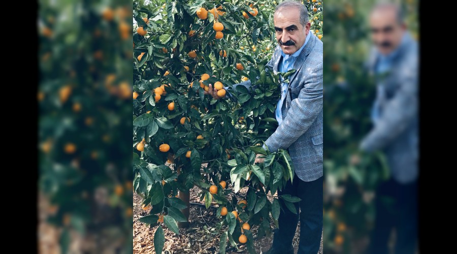 Mandalinada ihracat yolculu�u ba�l�yor