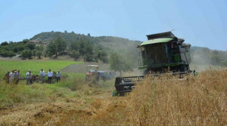 Manisa Selendi'de arpa ve buğday hasadı başladı