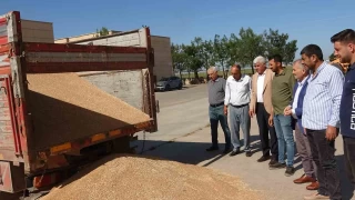 Mardin'de yln ilk buday tonu 17 bin liradan satld
