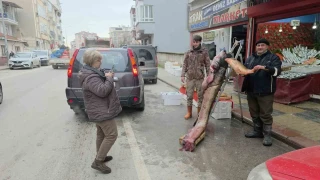 Meri� Nehri'ndeki ta�k�n dev bal��� k�y�ya att�: 102 kilo, 2.40 metre