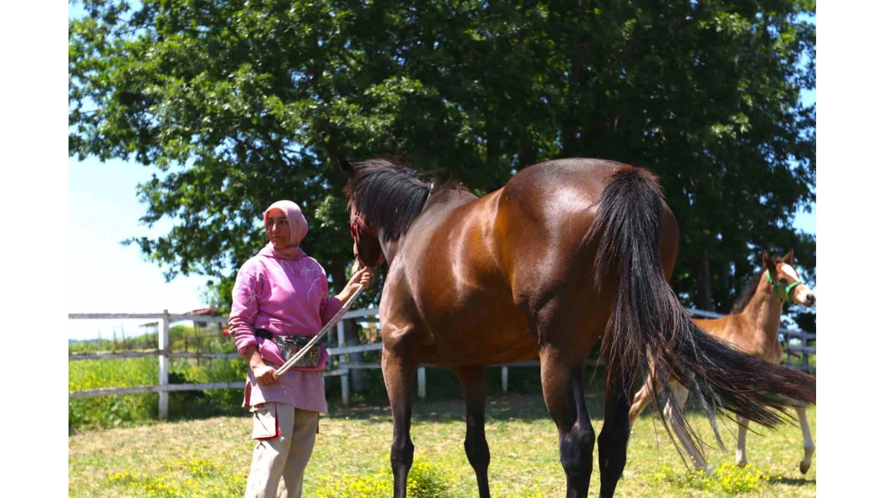 Milyonluk atlar� b�y�tt�, yar��lar�n� nefesini tutup izliyor