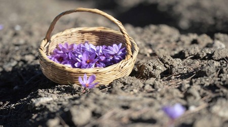"Mucize bitki" çiçek açmak için 10 gün bekletti