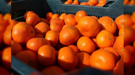 Narenciyede bahçe ile market fiyatlarında uçurum yaşanıyor