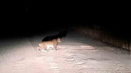 Nesli tükenme tehlikesi altında olan vaşak Elazığ'da görüntülendi