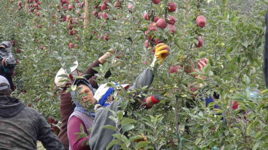 Nide'de 650 bin ton elma rekoltesi bekleniyor