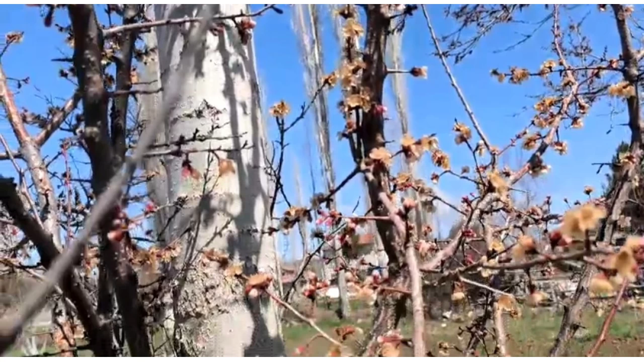 Nisan ayaz� kay�s�y� etkiledi