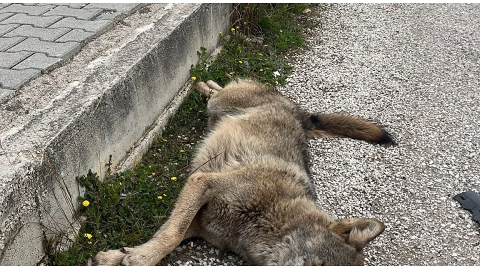 �l� bulunan kurdun genetik analizi yap�lacak