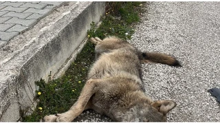 �l� bulunan kurdun genetik analizi yap�lacak