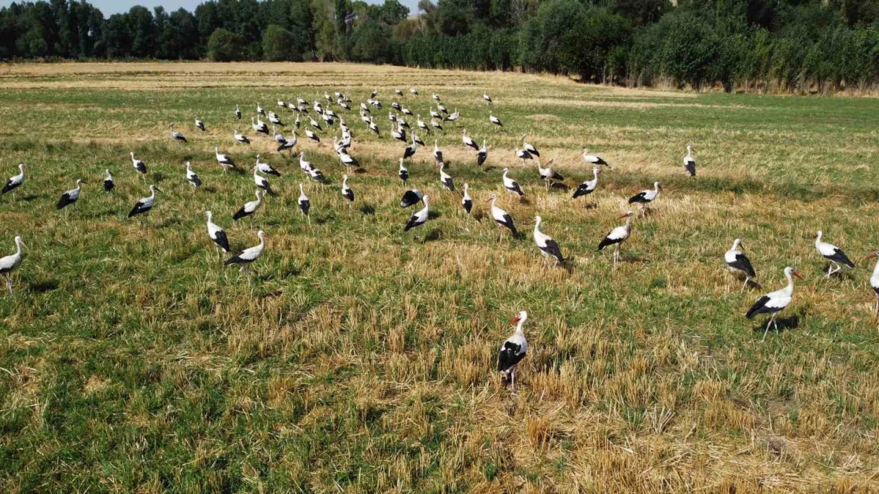 Onlarca leylek tarlada beslenirken dronla g�r�nt�lendi