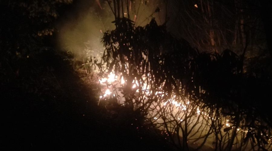 Ordu'da ormanl�k alandaki yang�na m�dahale s�r�yor