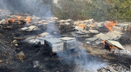 Samandağ'daki yangında arı kovanları kül oldu